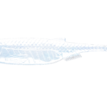 KRAKEN SHAD -003-BLUE PEARL.png